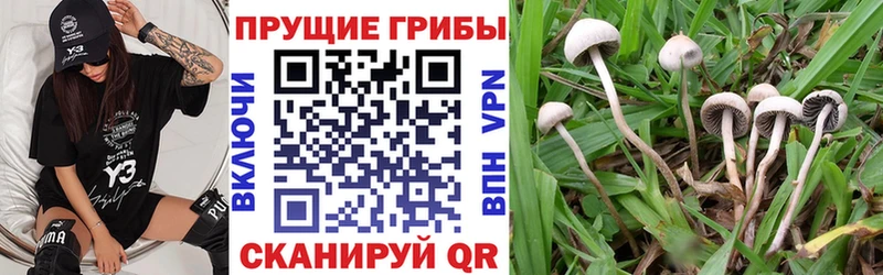 цены   Люберцы  Псилоцибиновые грибы Psilocybine cubensis 